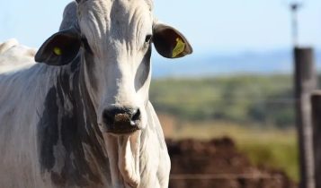 Exportação impulsiona alta no preço do boi gordo; veja cotação pelo país