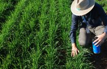 Embrapa lança capacitação on-line gratuita sobre produção de bioinsumos na propriedade rural