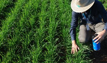 Embrapa lança capacitação on-line gratuita sobre produção de bioinsumos na propriedade rural
