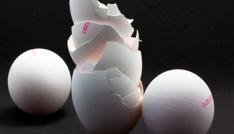 Cascas de ovos recuperam terras raras para uma transição energética mais verde