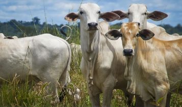 Reduzindo custos e maximizando lucros com gestão pecuária de ponta
