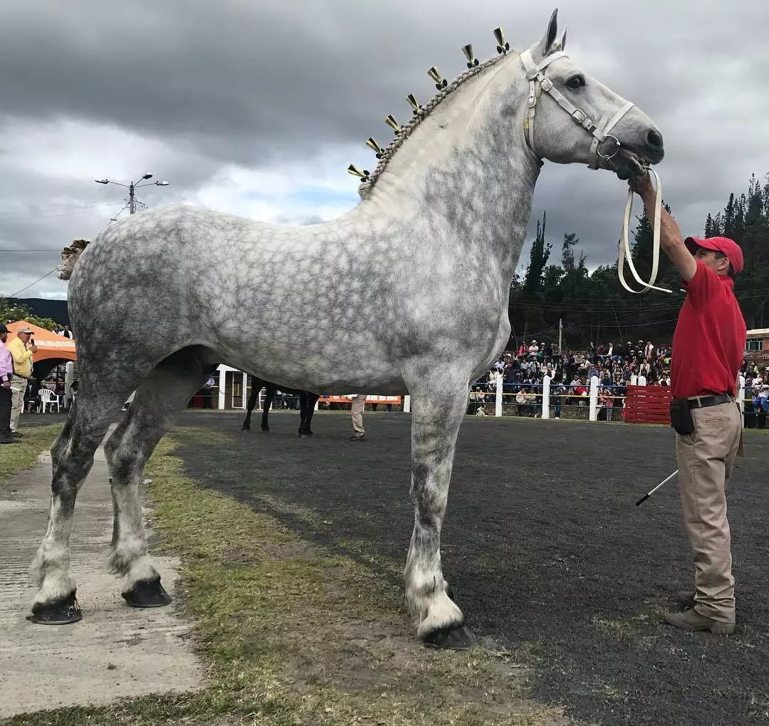 raças de cavalo mais fortes do mundo