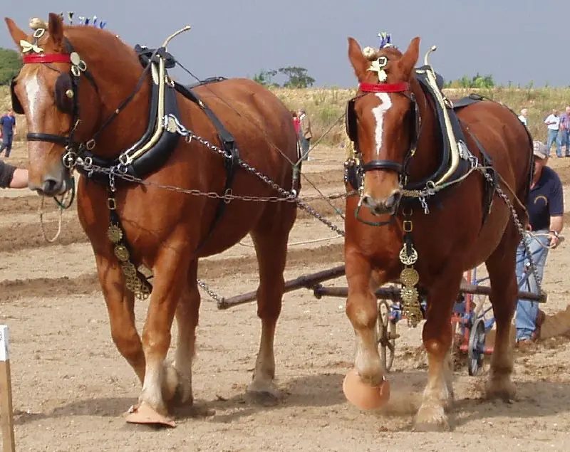 raças de cavalo mais fortes do mundo