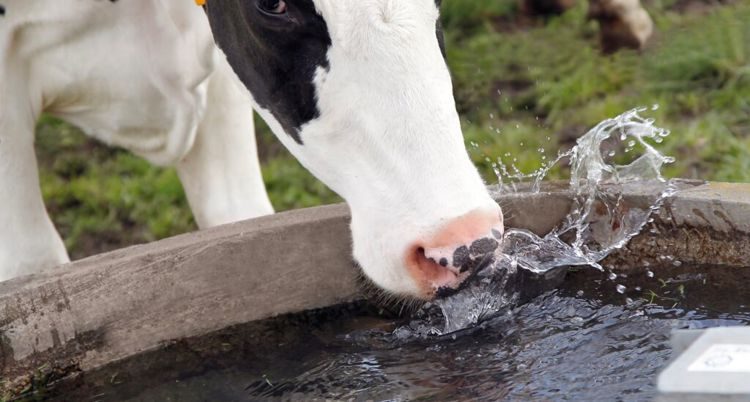 Estresse térmico em vacas leiteiras: como otimizar a produção láctea?