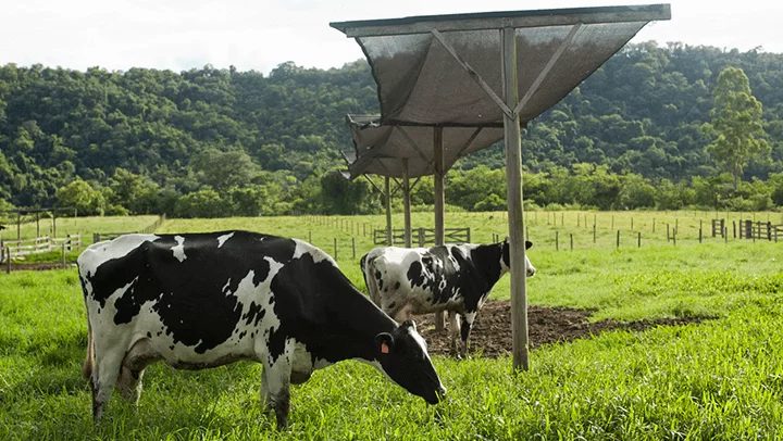 Estresse térmico em vacas leiteiras: como otimizar a produção láctea?