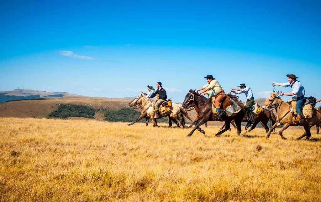 As melhores raças de cavalos para cavalgadas