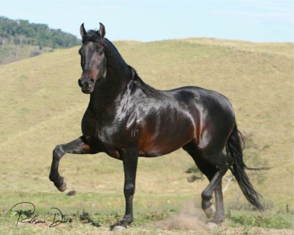 As melhores raças de cavalos para cavalgadas