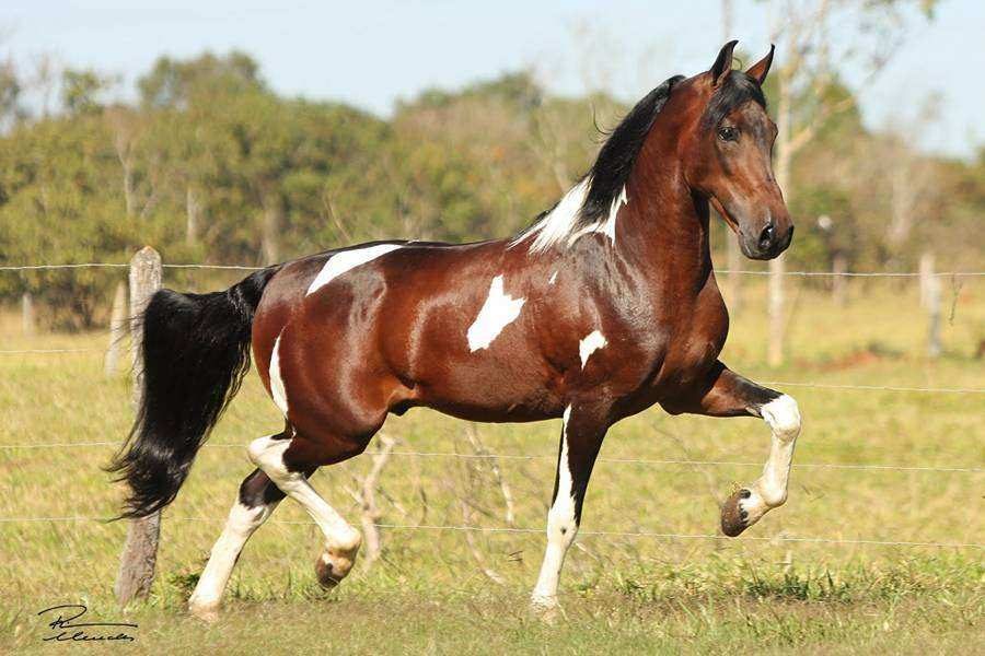 As melhores raças de cavalos para cavalgadas