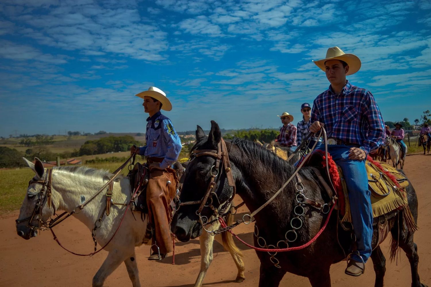 As melhores raças de cavalos para cavalgadas