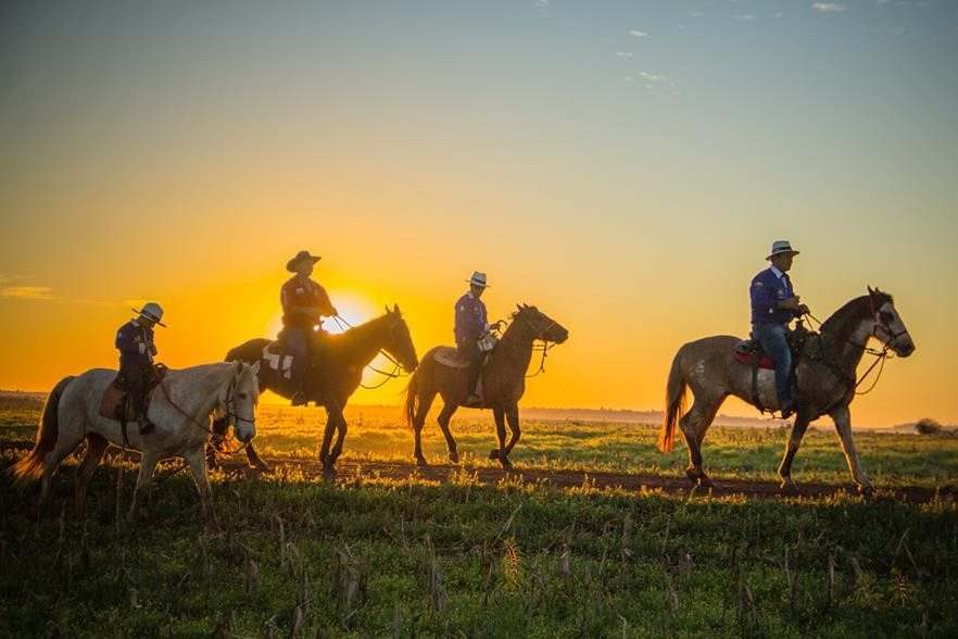 As melhores raças de cavalos para cavalgadas