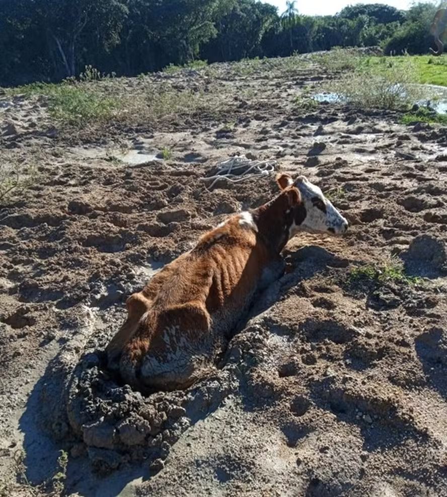 Perdas no RS: Mais de 1 milhão de aves perdidas e 200 mil propriedades afetadas