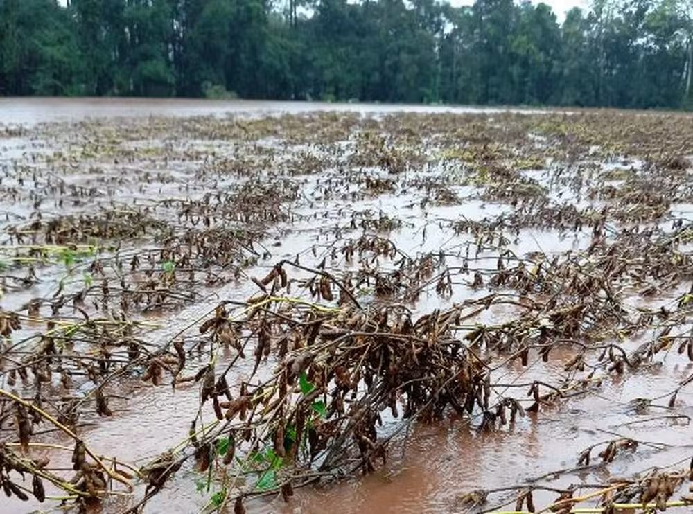 Perdas no RS: Mais de 1 milhão de aves perdidas e 200 mil propriedades afetadas