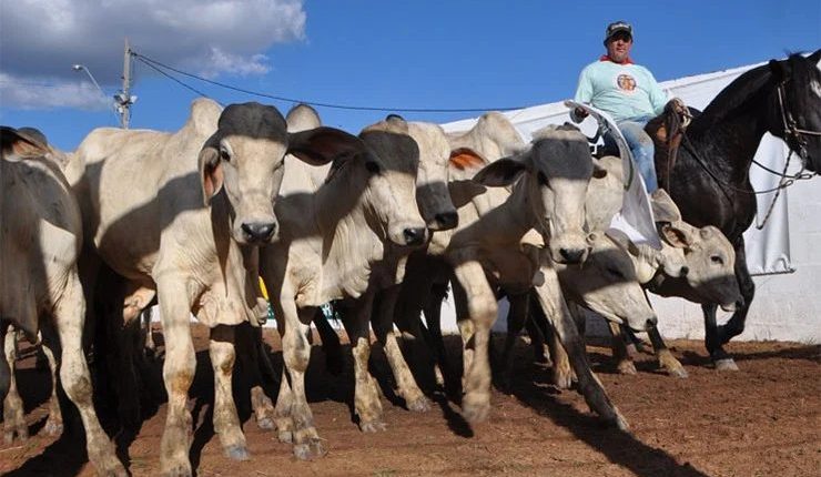 Bahia Farm Show 2024 leiloará mais de 1,2 mil cabeças de gado