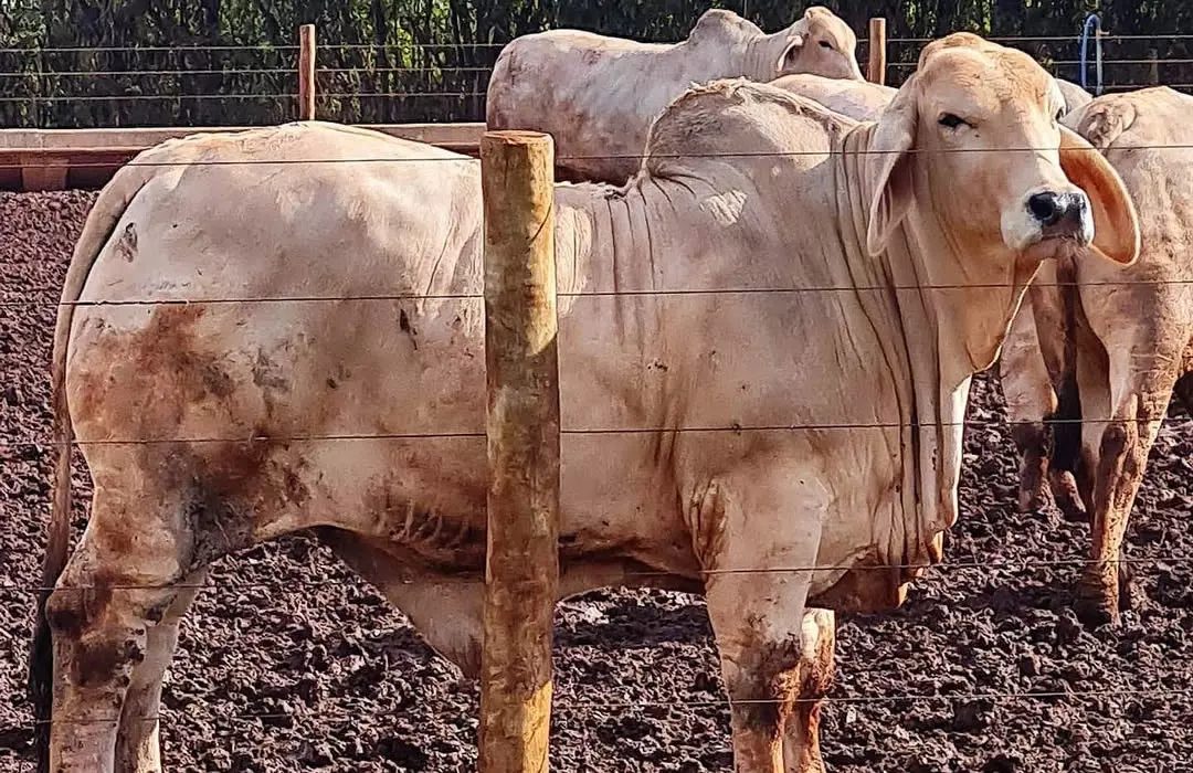 raças bovinas mais valiosas do mundo