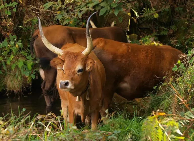 barrosã