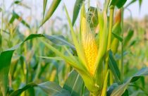safrinha de milho - Safrinha 2026 sob risco: O que monitorar antes da chegada do segundo semestre