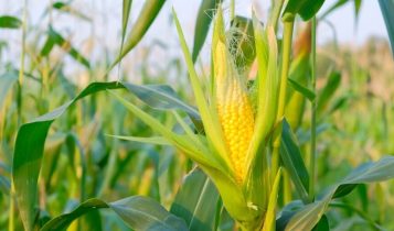 safrinha de milho - Safrinha 2026 sob risco: O que monitorar antes da chegada do segundo semestre