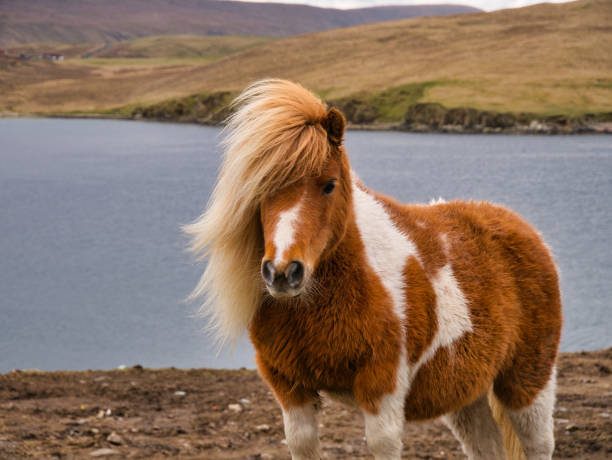 Conheça os Pôneis mais fascinantes do mundo