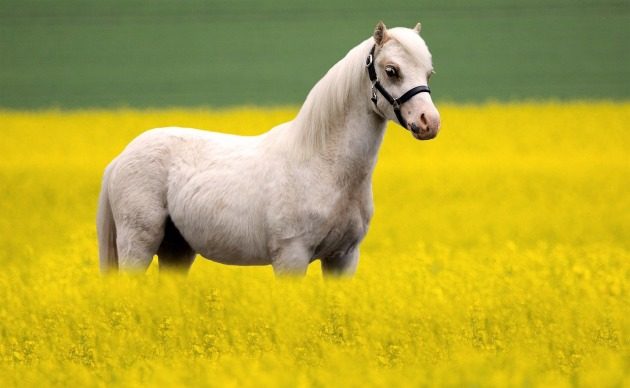 Conheça os Pôneis mais fascinantes do mundo