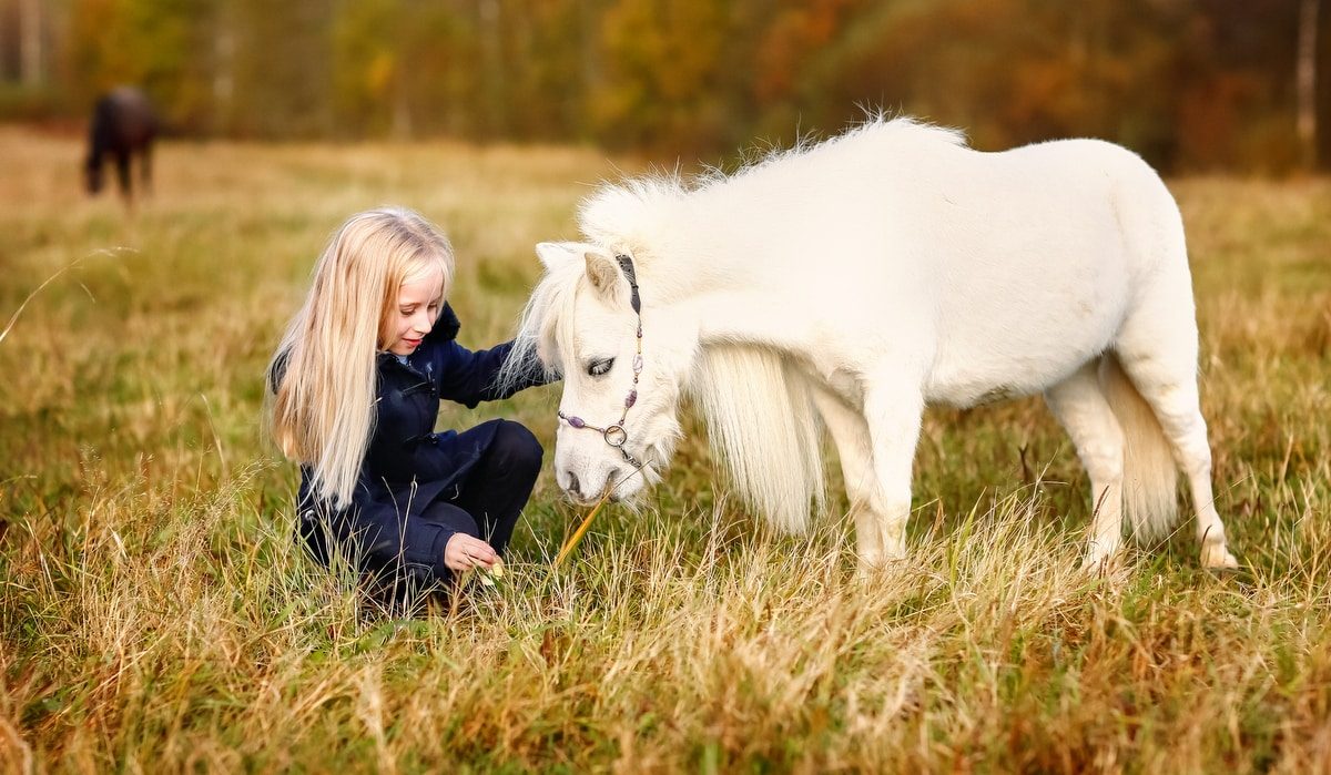 Conheça os Pôneis mais fascinantes do mundo