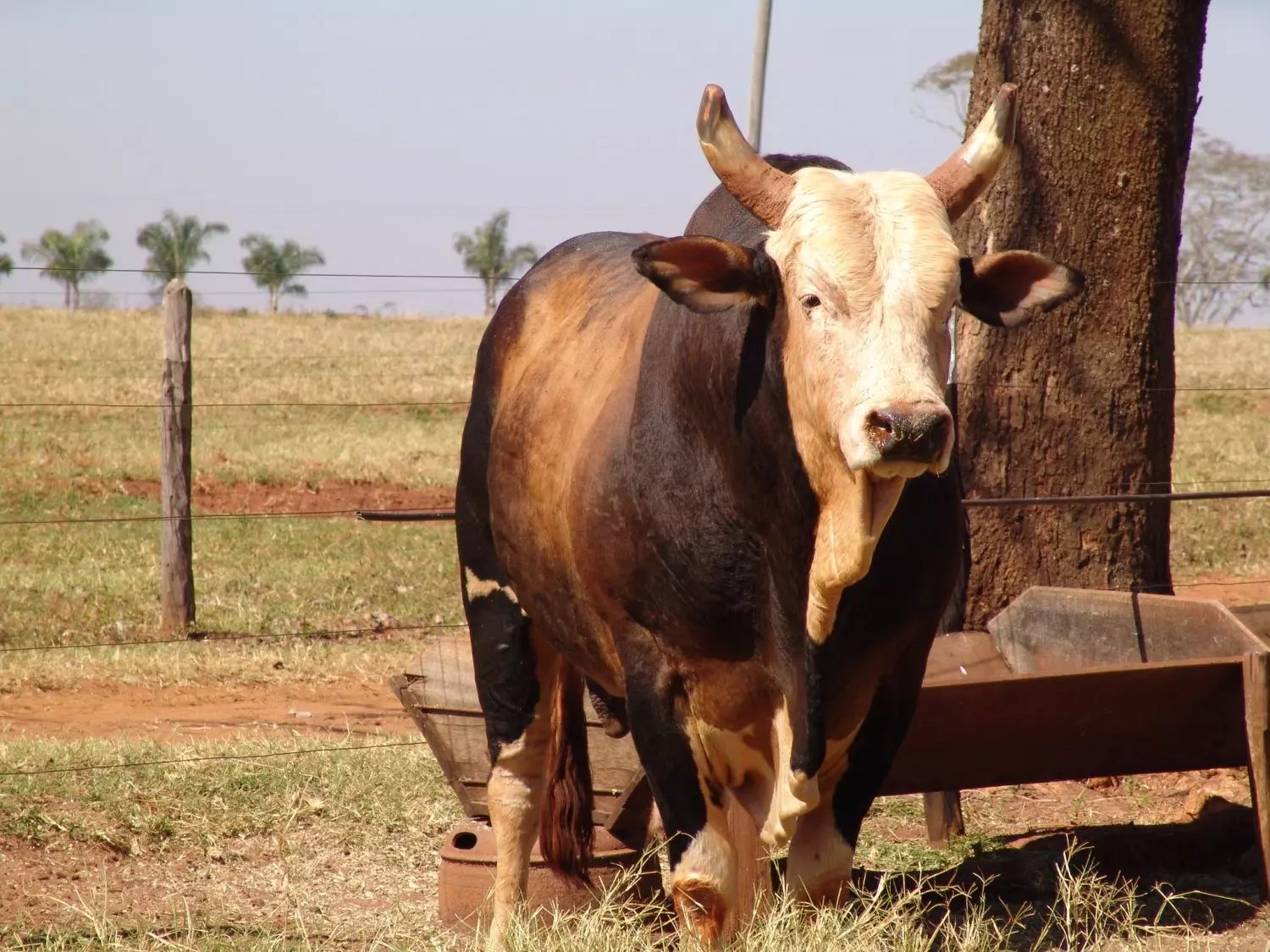 maiores touros de rodeio de paulo emílio 