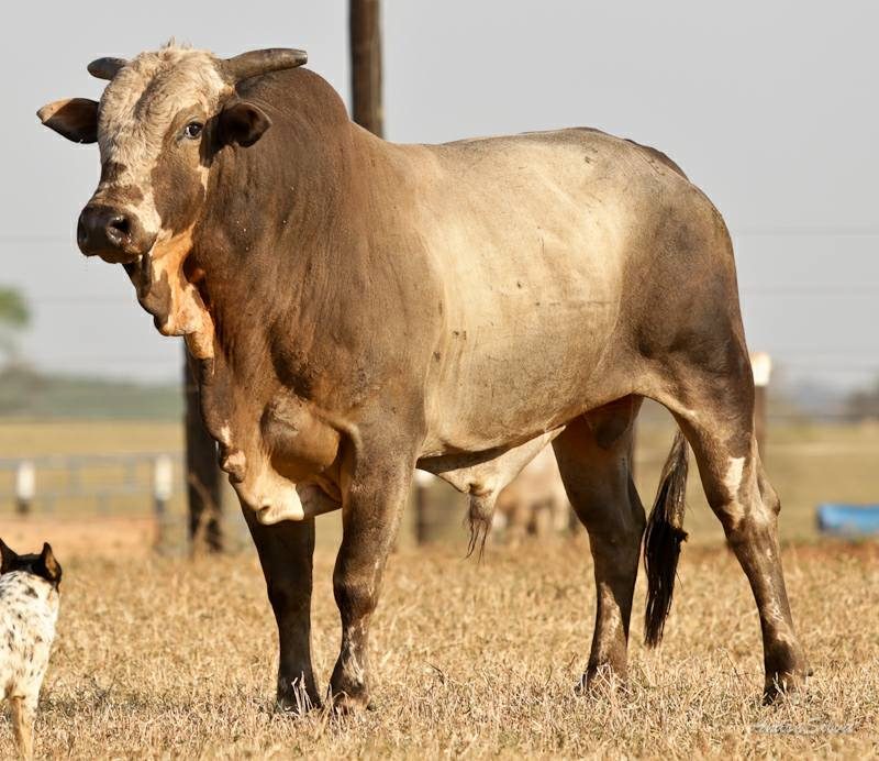 maiores touros de rodeio de paulo emílio 