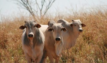 Semiconfinamento é alternativa para intensificar a terminação de bovinos de co
