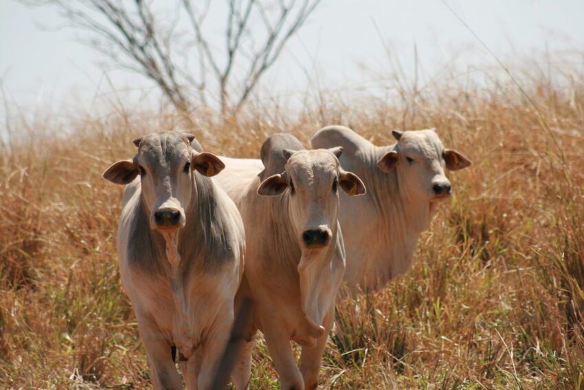 Semiconfinamento é alternativa para intensificar a terminação de bovinos de co