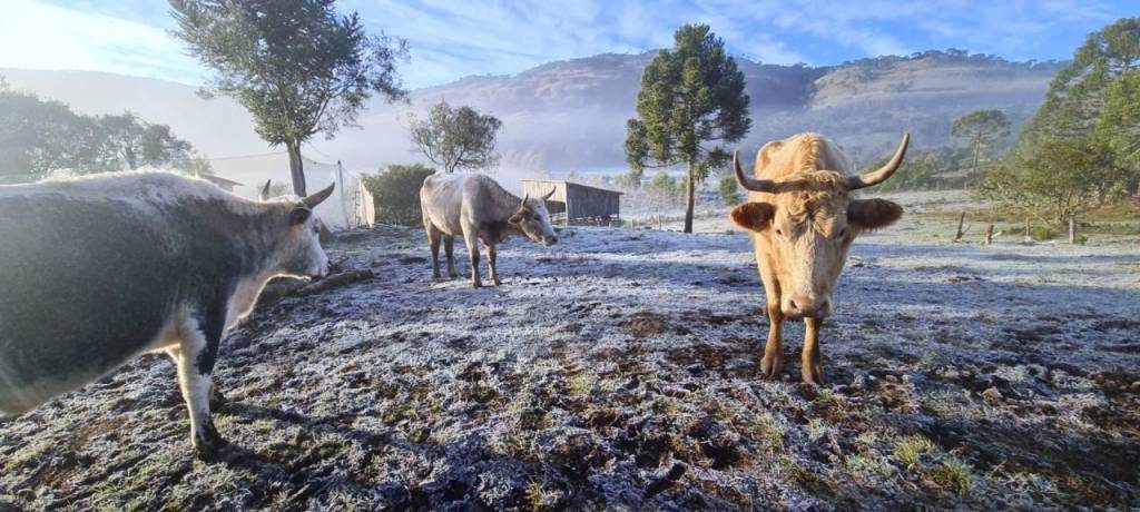 Doenças de bovinos no inverno: quais e como prevenir?