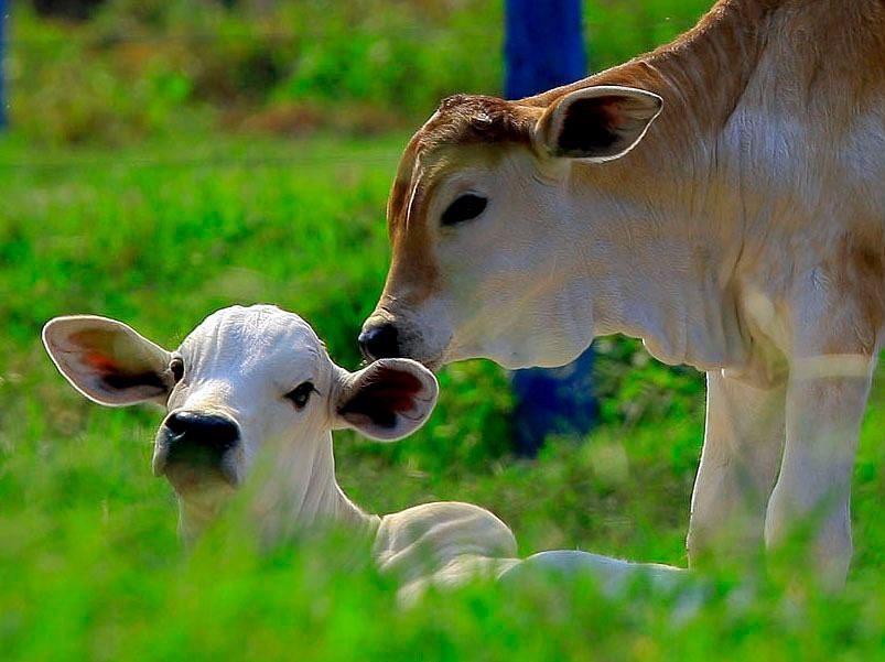 Saiba a época ideal para o nascimento e desmame de bezerros