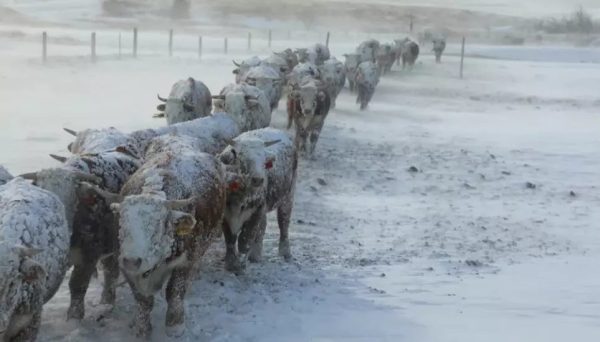 Manter abrigos secos e ter manejo adequado são essenciais para reduzir casos de pneumonia