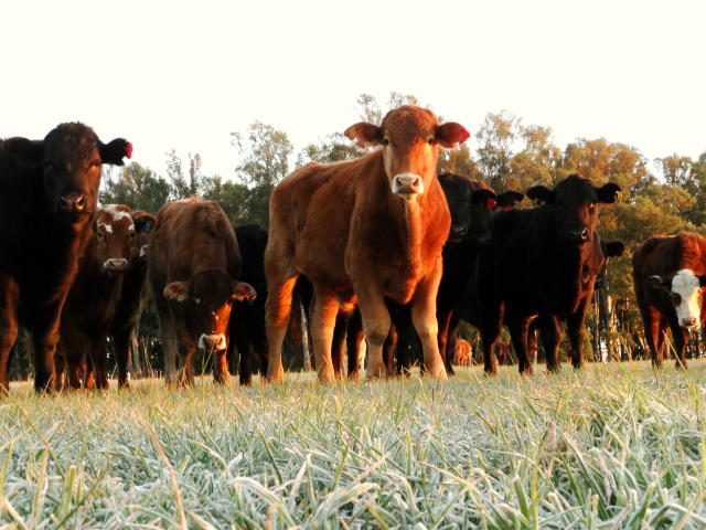 Doenças de bovinos no inverno: quais e como prevenir?