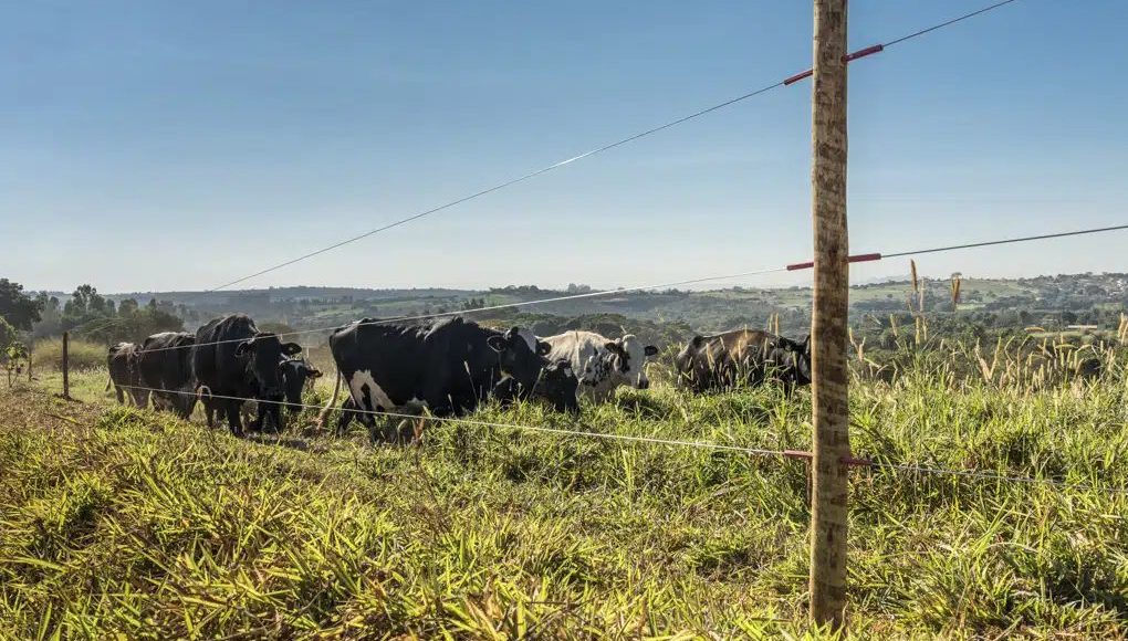 Como testar cerca elétrica no campo? Entenda