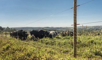 Como testar cerca elétrica no campo? Entenda
