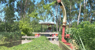 Pesquisadores desenvolvem sistema mecanizado que facilita produção de gliricídia