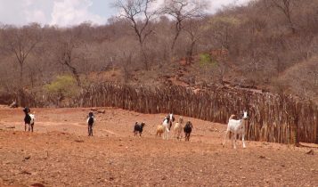 Embrapa e ministérios somam esforços no combate à fome e à desertificação