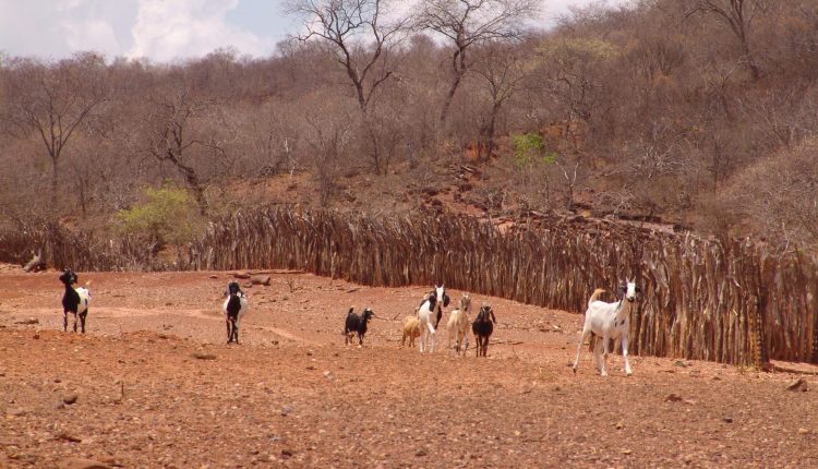 Embrapa e ministérios somam esforços no combate à fome e à desertificação