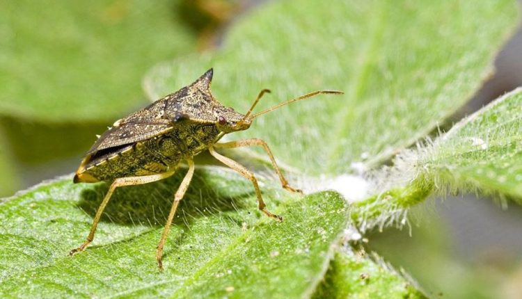 Rovensa Next lança novos biofungicidas no Brasil