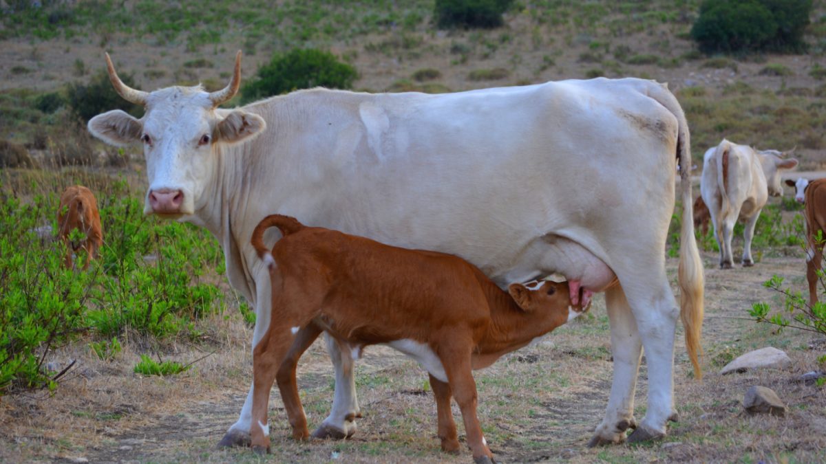 Quer mais bezerros nascidos à luz do dia? Alimente as vacas à noitenascimento