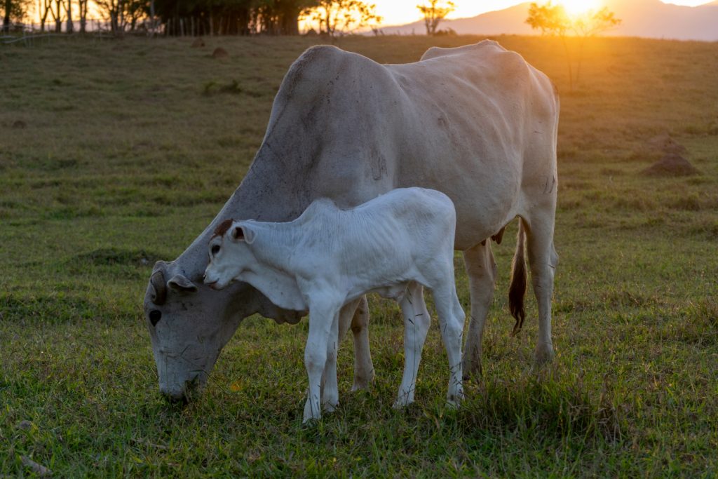 Quer mais bezerros nascidos à luz do dia? Alimente as vacas à noite nascimento