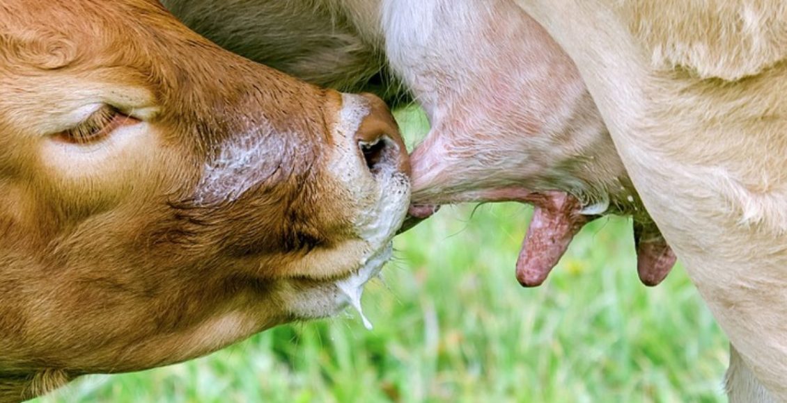 Quer mais bezerros nascidos à luz do dia? Alimente as vacas à noite