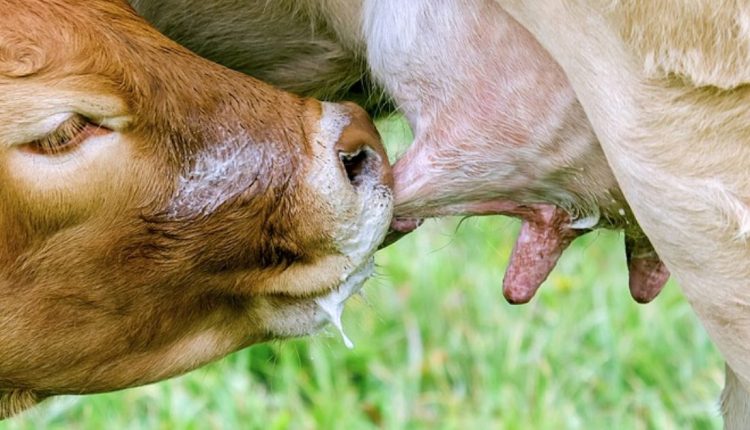 Quer mais bezerros nascidos à luz do dia? Alimente as vacas à noite