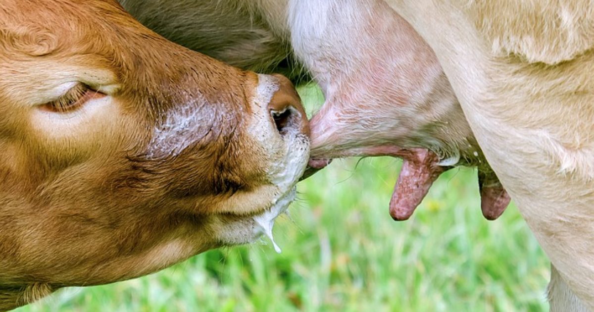 Quer mais bezerros nascidos à luz do dia? Alimente as vacas à noite