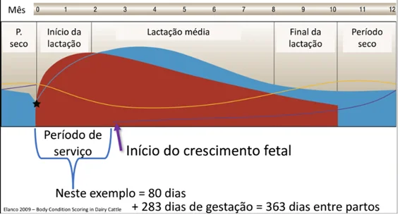 Produção de leite: Saiba quais são os principais fatores que afetam a produção