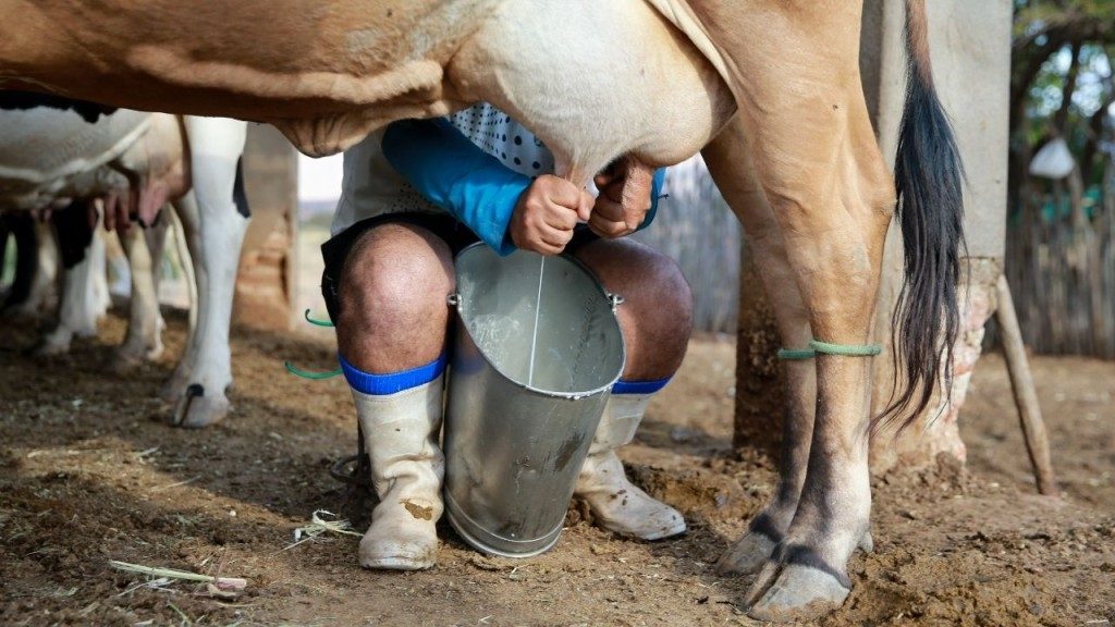 Transformações na estrutura da produção de leite no Brasil