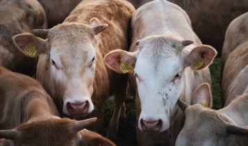 Controle de parasitas é essencial para obter boa produtividade no confinamento