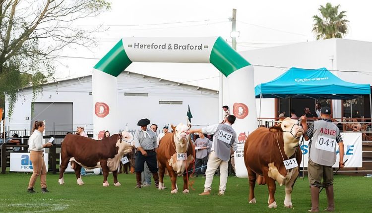 Exposição Nacional das raças Hereford e Braford tem 455 animais inscritos