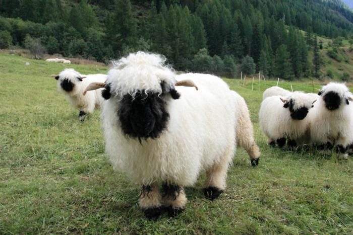 Valais Blacknose