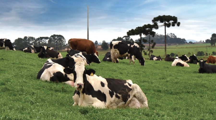 Como otimizar a produção de leite com o manejo  de pastagens de inverno