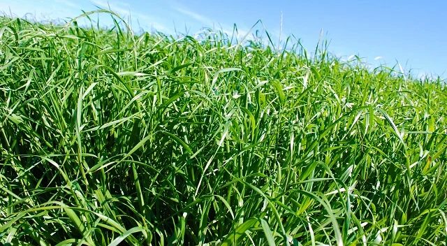 Como otimizar a produção de leite com o manejo  de pastagens de inverno